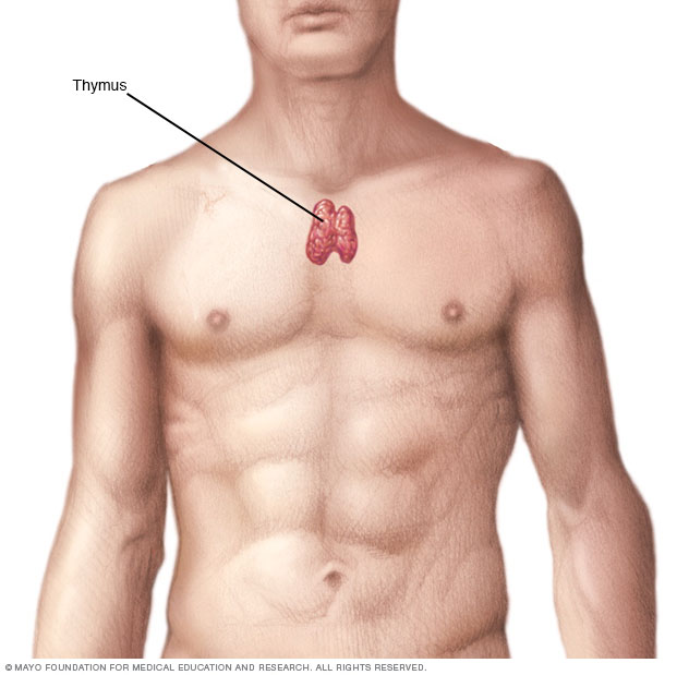 Thymus gland Mayo Clinic